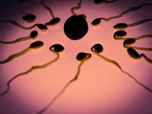 durée de renouvellement du sperme